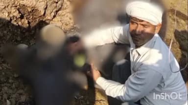 सिकंदराराऊ: बसई वाबस में जहरीले कीड़े ने भैंस को काटा, पीड़ित पशुपालक ने पुलिस को दी सूचना, पोस्टमार्टम की होगी कार्रवाई