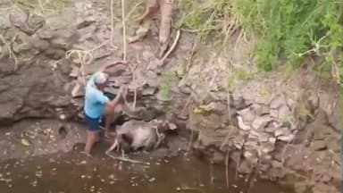 सीतामऊ: महुआ रोड पर मंदिर के पास कुएं में गिरा गाय का बछड़ा, कड़ी मशक्कत से निकाला गया