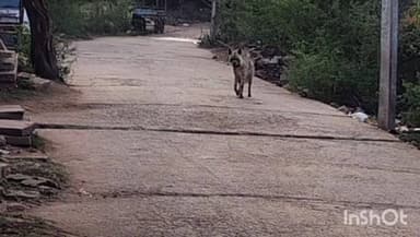 सरमथुरा: आबादी क्षेत्र में आया जरख, लोगों में दशहत का माहौल