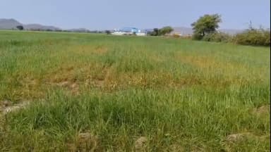 बरेली: बाबई जोड़ स्थित नर्मदा राइस मिल पर प्रदूषण का आरोप, किसानों की फसल और सड़क सुरक्षा पर संकट #Jansamasya