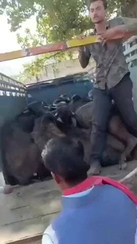 बड़ागांव धसान: बड़गांव में क्रूरता से लदी 14 भैंसें बरामद, दो आरोपी गिरफ्तार