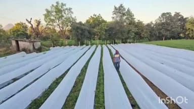 દાંતા: છોટા બામોદરા ગામના ખેડૂતે સ્ટ્રોબેરીનુ સફળ વાવેતર કરી સફળતા મેળવી