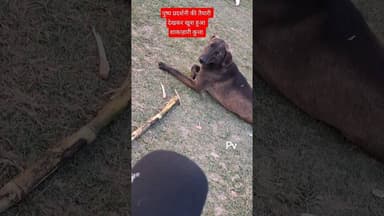 Dogy Bhai 🐕 Interview #ytshorts #katseye #edit #viral #noidaflowershow #flowershow #noida