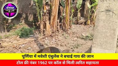 पूर्णिया में मवेशी एंबुलेंस ने बचाई गाय की जान,टोल फ्री नंबर 1962 पर कॉल से मिली त्वरित सहायता #viralpost #animals #doct...