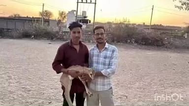 लोहावट: आऊ कस्बे में गोसाई मंदिर के पास आवारा कुत्तों के हमले से एक हिरण के बच्चे को बचाया गया