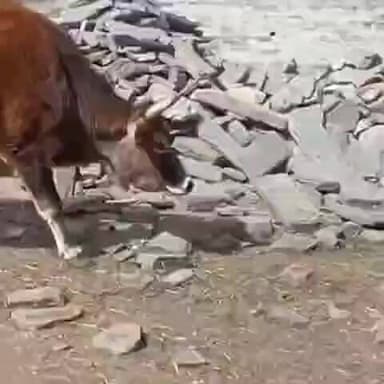 कल्पा: कल्पा गाँव के लोगों ने मानवता की मिसाल पेश की, बेसहारा पशुओं को दिया चारा व पानी, किया बीमार पशुओं का इलाज