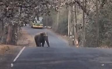 ಹಳಿಯಾಳ: ಹಳಿಯಾಳ - ಯಲ್ಲಾಪುರ ರಸ್ತೆಯ ಭಾಗವತಿ ಹತ್ತಿರ ನಡು ರಸ್ತೆಯಲ್ಲಿ ಕಾಣಿಸಿಕೊಂಡ ಒಂಟಿ ಸಲಗ