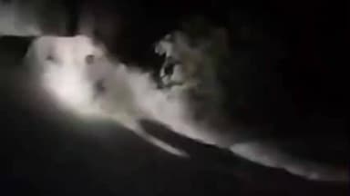 ગઢડા: ગઢડા તાલુકાના રોજમાળ અને ભડલી વિસ્તારમાં દીપડો દેખાયો,ખેડૂતોમાં ભય વન વિભાગે તપાસ શરૂ કરી