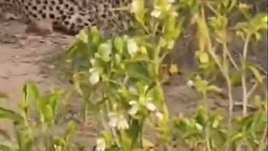 किशनगंज: किशनगंज क्षेत्र में फिर दिखा चीता केपी-2, नीलगाय का किया शिकार