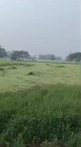 निम्बाहेड़ा: बेमौसम बरसी आफत: निंबाहेड़ा में बारिश ने धोया अफीम का दूध, गेहूं-सरसों की फसल खेतों में बिछी, परेशान किसान