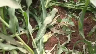 ठीकरी: ग्राम घट्टी और आसपास के गांवों में वन्यजीव फसलों को पहुंचा रहे नुकसान, किसानों ने सब्सिडी पर तार फेंसिंग की मांग की