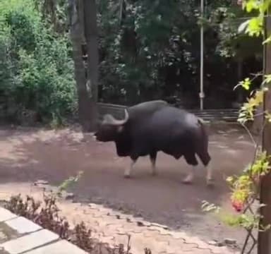 महाबळेश्वर: महाबळेश्वर येथे गव्याचे दर्शन, व्हिडीओ व्हायरलं