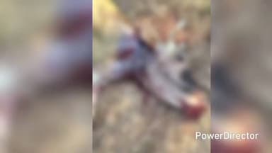 ಗುಂಡ್ಲುಪೇಟೆ: ಮಾದಪಟ್ಟಣದಲ್ಲಿ ಹಾಡಹಗಲೇ ಹುಲಿ ದಾಳಿಗೆ ಹಸು ಬಲಿ- ಆತಂಕಗೊಂಡ ರೈತರು