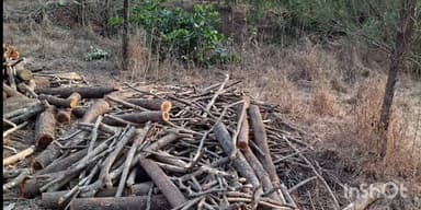 दापोली: दापोली खेड सीमेवरील रमजाई पूलाजवळ जंगल तोडीचा धुमाकूळ दोषींवर कारवाई करण्याची मागणी