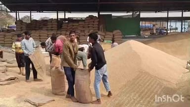 सरदारपुर: राजगढ़ कृषि उपज मंडी में बुधवार को गेहूं की बंपर आवक, नए गेहूं के भाव में दिखी तेजी