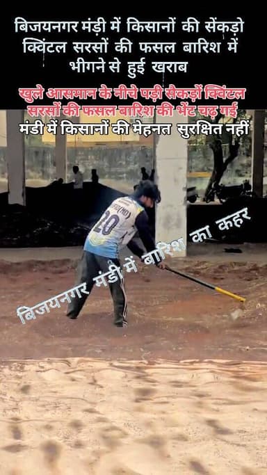 बिजयनगर कृषि मंडी में बारिश से किसानों की मेहनत सुरक्षित नहीं, खुले आसमान के नीचे पड़ी सैकड़ो क्विंटल सरसों की फसल हुई खर...