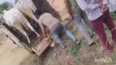 अजीतमल: बड़ी गूंज में बालू पर दिन भर भागे कर्मचारी, महज पांच गोवंश पकड़ पाए, फसल नुकसान से किसानों ने यमुना नदी किनारे किया बंधक