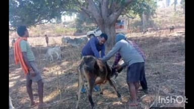 रामानुजगंज: ग्रामीण क्षेत्रों में पशु चिकित्सा सेवाओं का विस्तार, पशुधन को मिल रहा समय पर उपचार
