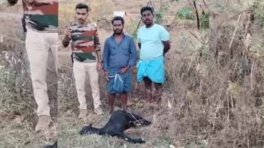 ಹನೂರು: ರಾಮೇಗೌಡನಹಳ್ಳಿಯಲ್ಲಿ ಚಿರತೆ ದಾಳಿ ಮೇಕೆ ಬಲಿ