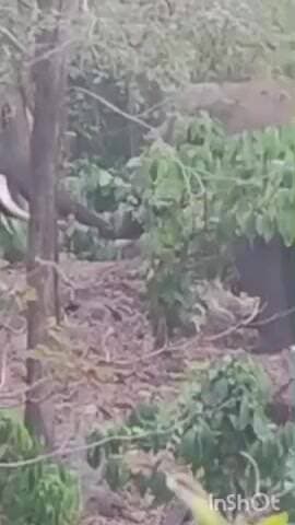 ನರಸಿಂಹರಾಜಪುರ: ಮಲೆನಾಡಲ್ಲಿ ನಿಲ್ಲದ ಕಾಡಾನೆ ಉಪಟಳ, ಆತಂಕದಲ್ಲಿರುವ ಬಾಳೆಹೊನ್ನೂರು ಭಾಗದ ಜನ.!