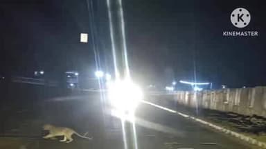 पाली: गौना तिराहा के पास स्थित गौरी गोपाल ढाबा के सामने NH-44 पर फिर से तेंदुआ दिखने से मचा हड़कंप, फोटो सोशल मीडिया पर वायरल