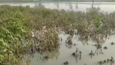 केकड़ी: केकड़ी क्षेत्र में बारिश और ओलावृष्टि से मौसम बदला, सरसों की फसल पर संकट, किसानों की चिंता बढ़ी