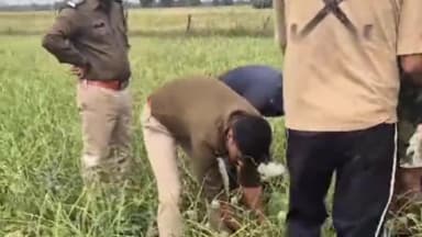 डग: लहसुन की फसल के बीच उगाए गए अफीम के पौधों के लिए डग पुलिस ने खेत मालिक को किया गिरफ्तार