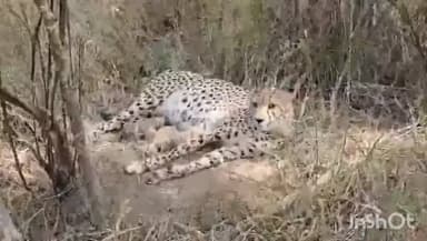 कराहल: कूनो से खुशखबरी: चीता गामिनी ने 3 शावकों को जन्म दिया, दक्षिण अफ्रीका से आई थी