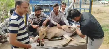 बागीदौरा: बड़ोदिया गांव में वागड बने व्रंदावन टीम ने घायल रोजडे का कराया इलाज