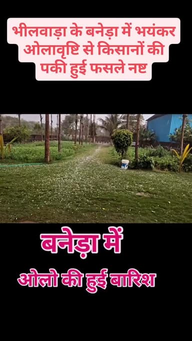 भीलवाड़ा के बनेड़ा में भयंकर ओलावृष्टि से किसानों की पकी हुई फसले हुई नष्ट... #wethar #baarish #bhilwara #kisan