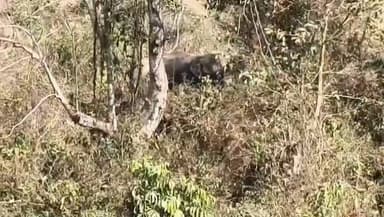 ফালাকাটা: মুজনাই চা বাগান থেকে হাতির দলকে জঙ্গলে ফেরালো বনকর্মীরা