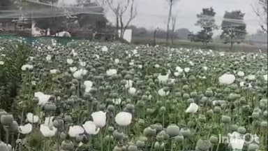 छोटीसादड़ी: अचानक बदले मौसम ने किसानों की चिंता बढ़ाई, छोटीसादड़ी क्षेत्र के पीथलवड़ी कलां में तड़के हुई बारिश से फसलें प्रभावित