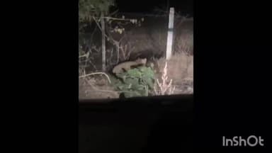 बिछिया: कान्हा नेशनल पार्क से सटे भानपुर खेड़ा में दिखा तेंदुआ, इलाके में दहशत, वीडियो वायरल