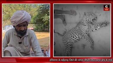 अरावली की पहाड़ों में जंगली जानवरों का शिकार
#groundzeronews #narnaulnews #gznews #lions
