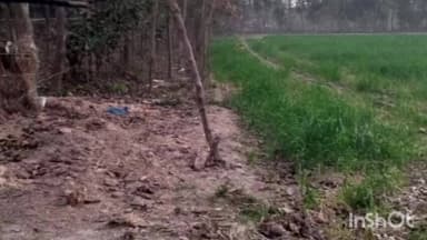 छातापुर: छातापुर के घीवहा में सांड के पटकने से वृद्ध की मौत, परिजनों में कोहराम