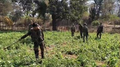 मनातू: मनातू और नवाजयपुर थाना क्षेत्र में 3 एकड़ में अवैध अफीम/पोस्ता की फसल नष्ट