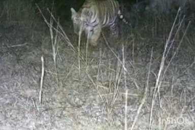 कन्नौद: कन्नौद के खिवनी अभ्यारण में नन्हे मेहमानों की दहाड़, बाघिन मीरा और बाघ युवराज का कुनबा बढ़ा