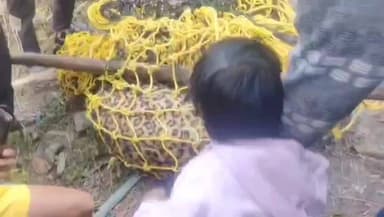 बाराकोट के भनार में बेहोशी की हालत में मिले गुलदार की उपचार के दौरान मौत