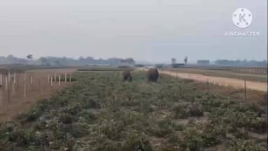 সাঁকরাইল: সাঁকরাইলে রাতভর ১৫-২০টি হাতির দাপাদাপি, ফসলের ব্যাপক ক্ষতি, মাথায় হাত চাষীদের