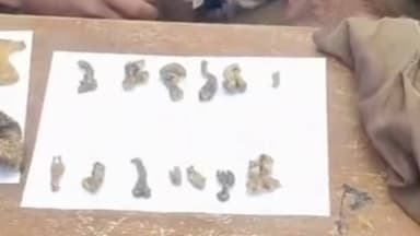 मंदसौर में वन्यजीव अंग तस्करी का बड़ा खुलासा 🐾
महादेव मेले से संरक्षित प्रजातियों के अवशेष बरामद, दो आरोपी गिरफ्तार। न्य...