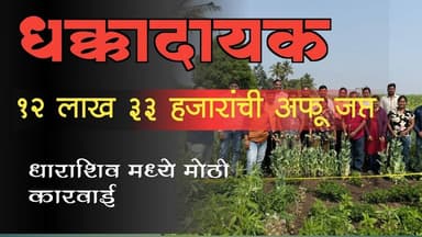 धाराशिव मध्ये पोलिसांचा मोठा छापा; ८३ किलो अफूची झाडे जप्त | Crime News Dharashiv