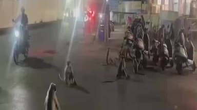 વટવા: અમદાવાદના ધરણીધર વિસ્તારમાં વાંદરાનો આતંક