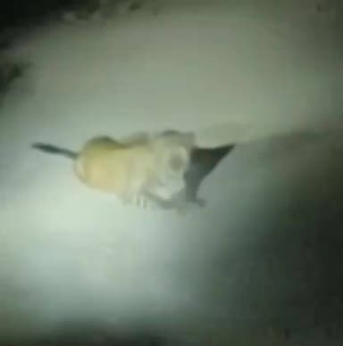 જસદણ: જસદણના વાડી વિસ્તારમાં ફરી વધુ એક વખત દીપડાએ દેખા દેતા સ્થાનિકોમાં ફફડાટ