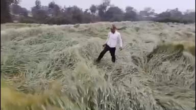 सोनकच्छ: सोनकच्छ क्षेत्र में मौसम बदला, तेज हवा और बारिश से किसानों की गेहूं की फसल हुई खराब