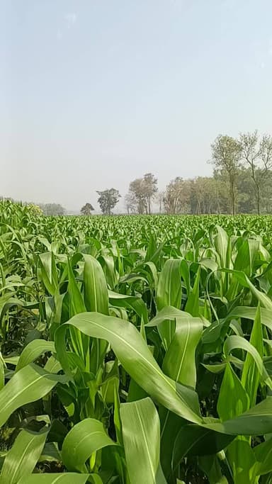 सुखासन पंचायत में मक्के का फसल देखिए किस तरह लगाया गया है किस सब