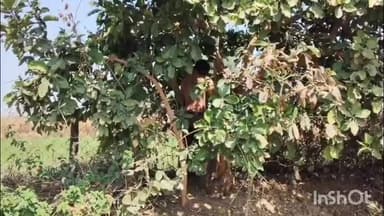 ग्राम तलसारा में संदिग्ध हालत में पेड़ पर लटकी मिली 2-3 दिन पुरानी लाश, चकरभाठा पुलिस मामले की जांच में जुटी