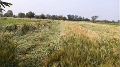 सुनेल: उन्हेल में बेमौसम बारिश से धनिया और गेहूं की फसल को हुआ व्यापक नुकसान