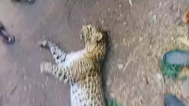 कराड: कराड चांदोली मार्गावर अज्ञात वाहनाच्या धडकेत बिबट्याचा मृत्यू