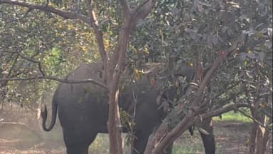 कुटुंबा: मदनपुर से देव होते हुए अंबा बाजार पहुंचा जंगली हाथी, हाथी के आतंक से ग्रामीणों में दहशत, झारखंड भेजने की तैयारी