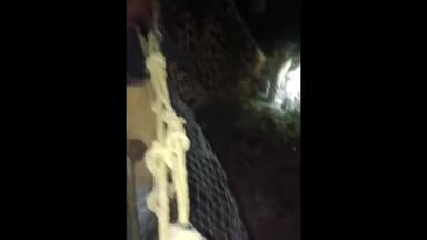 महसी: बितानिया में तेंदुए की दहशत, रात भर चला रेस्क्यू ऑपरेशन, तेंदुआ जाल पार कर खेतों की ओर भागा